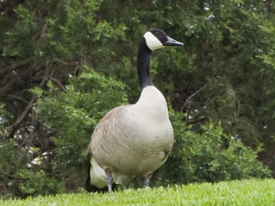 Goose on the loose.
