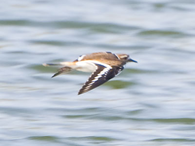A killdeer on the wing.