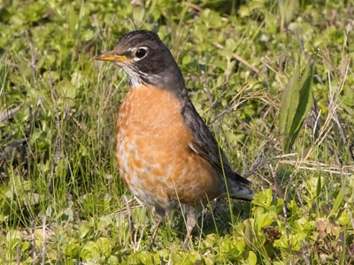 A robin on the grass.