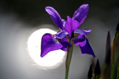 Purple iris with bright circle of light behind it