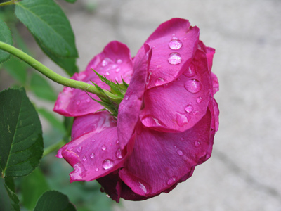 Nature placed the drops there, not me.