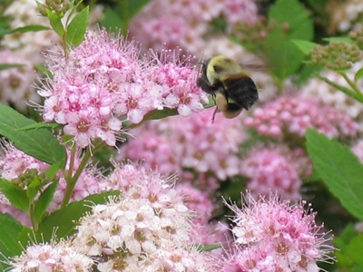 When shooting bees, it`s best to just focus the camera and wait for one to enter the frame.