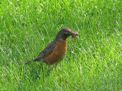 The bird repeatedly cocked its head to listen, then dove down for dinner.