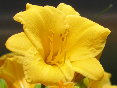 For a boy with allergies, photography is dangerous work.