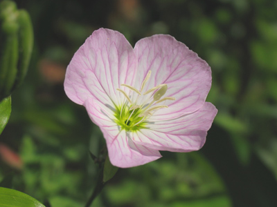 A sunny morning, and the alley beside my house is full of flowers.