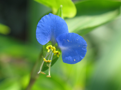 Maybe someday I`ll learn what these flowers are (this one`s about the size of a quarter).