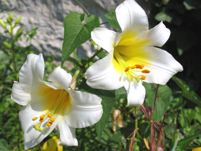 The lily of the alley.