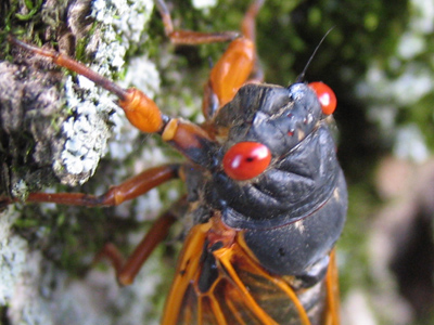 Between the two big ones, there are three little eyes in a triangle pattern.