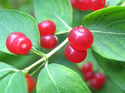 Not part of the menu.