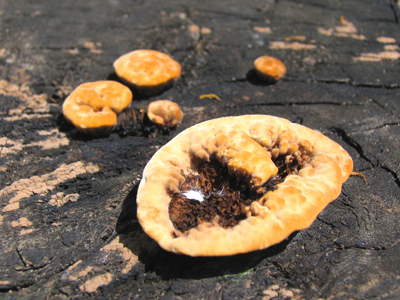 There`s a fungus among us.