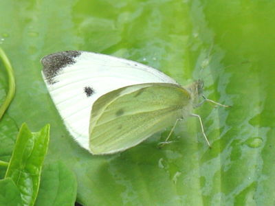 Again with the noisy slurping!