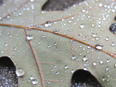 And a free leaf wash too.