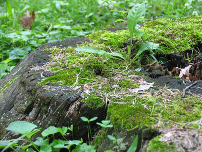 I`d like you to meet my friend Peat.