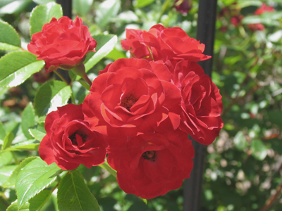 As we go through life, I think we should always stop and shoot the roses.