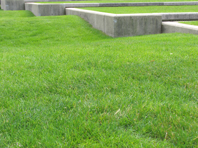 The consequences of unevenly-sharpened lawnmower blades.