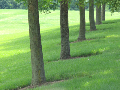 The alignment of these trees is a miracle of nature.
