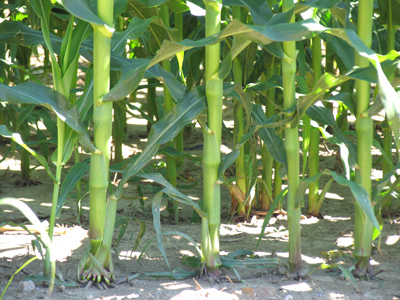 If you build it, they will come.