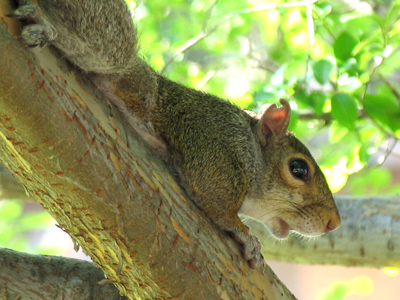 `I`m not a squirrel, I`m a branch.`