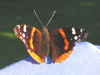 Stand still in the setting sun and you will attract beautiful things. That`s my [French blue] shirt sleeve.