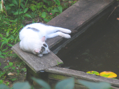 I seem to remember there were goldfish in that pond.