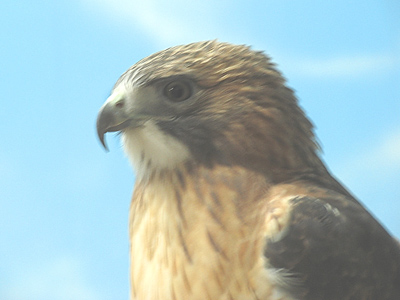 Birds know when they look cool.