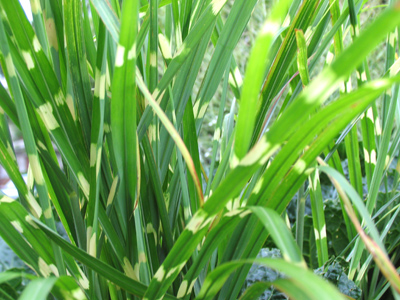 That`s not an effect of light - the grass really has stripes.