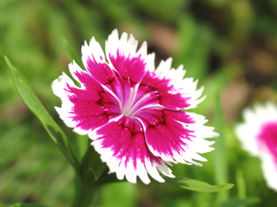 About the size of a quarter.  [I`m obsessed with money, aren`t I?]