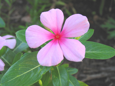 Haven`t taken a flower picture in a few days.