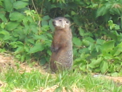 Captive goddess held against her will.