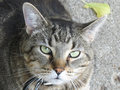 They hide in the shadows, making their treacherous plans.