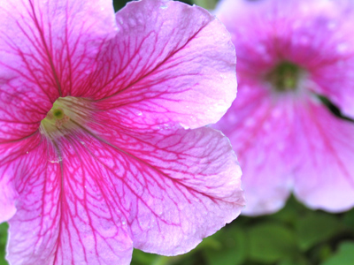 They look at us in sullen hatred.