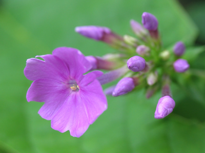 About the size of a pencil eraser.