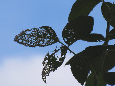 Time for an exfoliant.