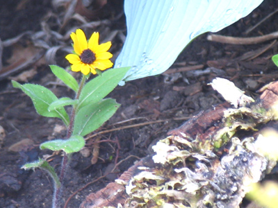 Getting tired of flower pictures?  TOO BAD!