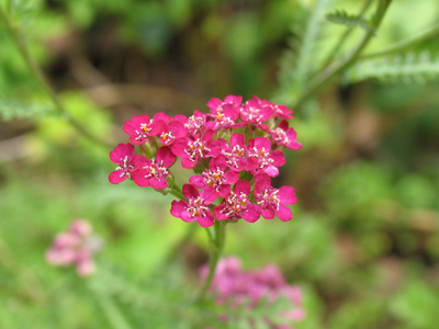 I`ve achieved new pair o` dimes in photography.