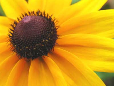 Just for a change of pace, I think I`ll take pictures of some flowers today.