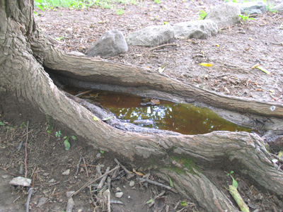 How long has this been going on?  Long before I was born.