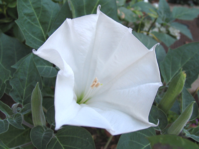 Like some natural Victrola horn, this glorious flower was destroyed by rain the next day.