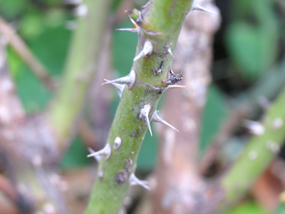  . . . well, yeah, there`s that too.