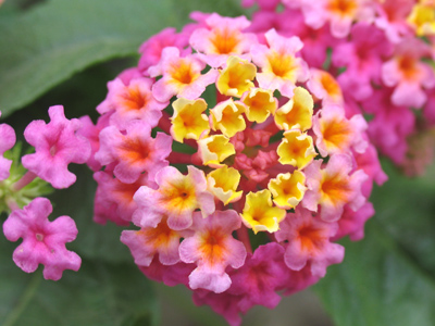 Like a prefabricated wedding bouquet.