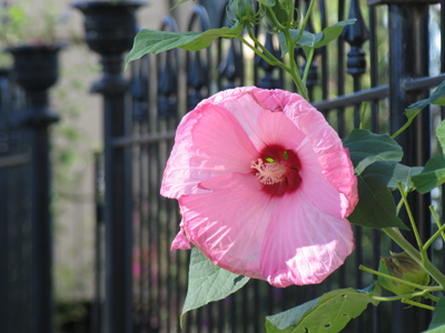 I noticed this huge blossom from my car a half-block away.