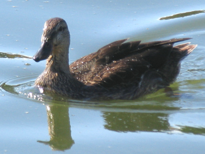 Criticism of my photographs rolls off me just like water from a duck`s back.