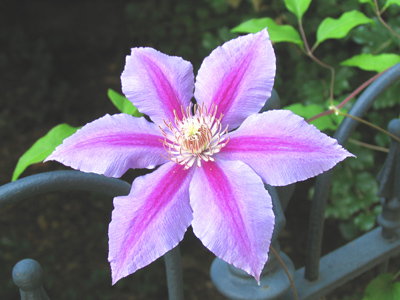`Nelly Moser` clematis (Ranunculaceae).  HA!  I do know what some of these flowers are.