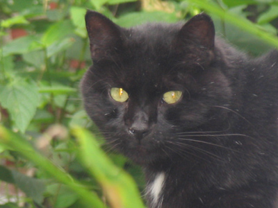 Not so much `Meow` as `Ho-hum`.