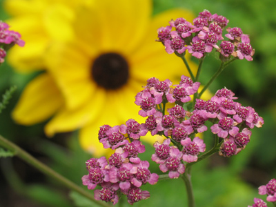It`s two -- two -- two flower photos in one!