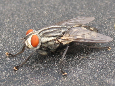 My effort to bring you an endless variety of images takes me to some smelly places.