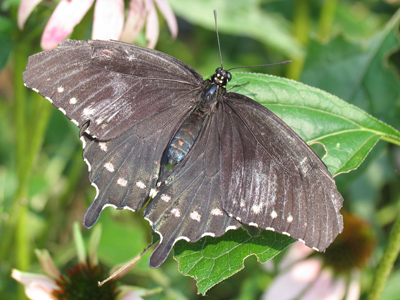 A common thread that unifies these photos.