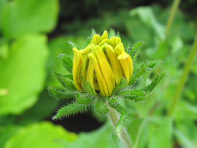 Susan, before the black eye.