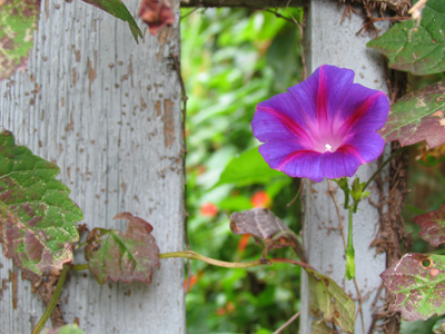 I didn`t make any color adjustments.  That`s how it looked even on an overcast morning.