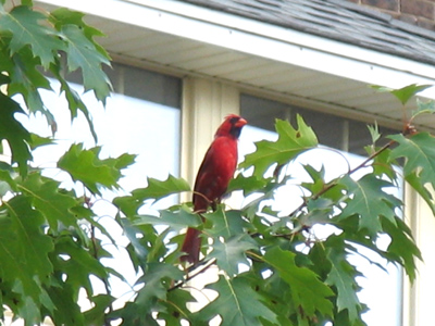 Working at a Catholic university, I see lots of priests and nuns - and even the occasional cardinal.
